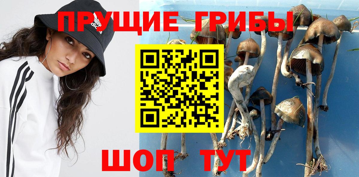 Псилоцибиновые грибы Psilocybine cubensis Артёмовский